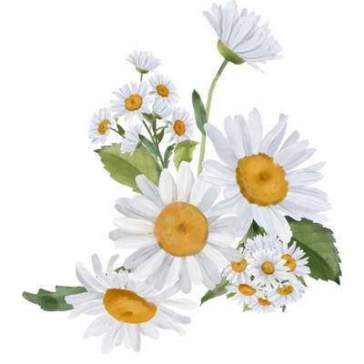 Chamomile