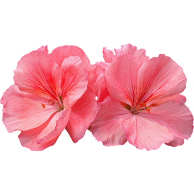 Geranium