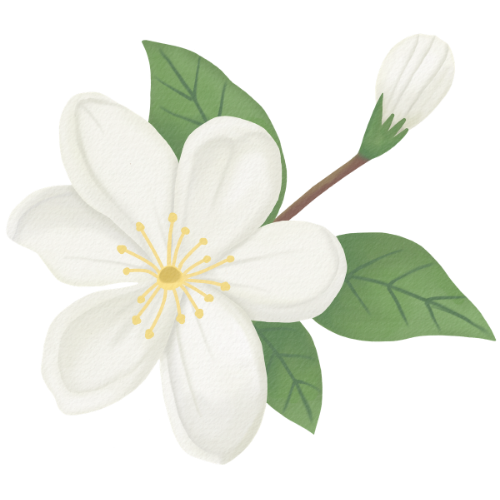 Jasmin