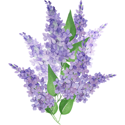 Lilac
