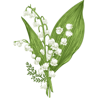 Lilly of the valley