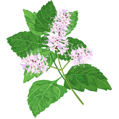 Patchouli