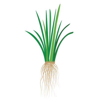Vetiver