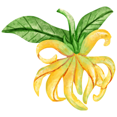Ylang-ylang